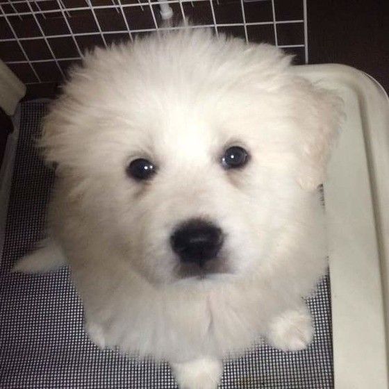 見上げるグレート・ピレニーズ