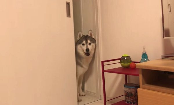 飼い主さんを無視するシベリアン・ハスキー