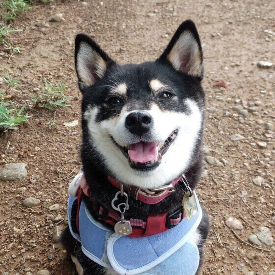 犬の好き 嫌いのワケ 好きな人と嫌いな人の傾向とは いぬのきもちweb Magazine 犬の好き 嫌いのワケ 好きな人と嫌いな人の傾向とは いぬのきもちweb Magazine