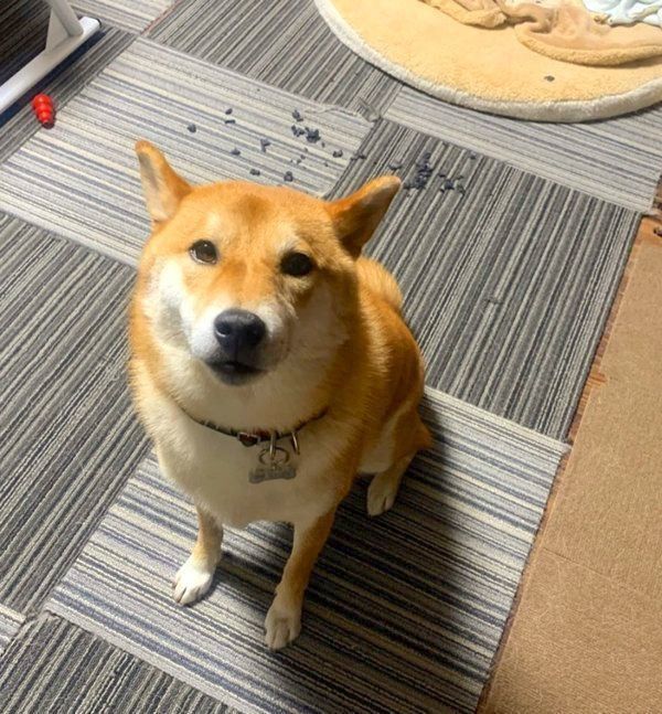 おもちゃを粉々にしてしまった豆吉くん