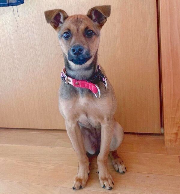 見つめるハロちゃん