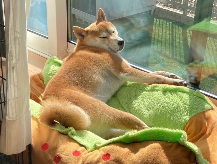 気持ちよさそうに眠るもちくん