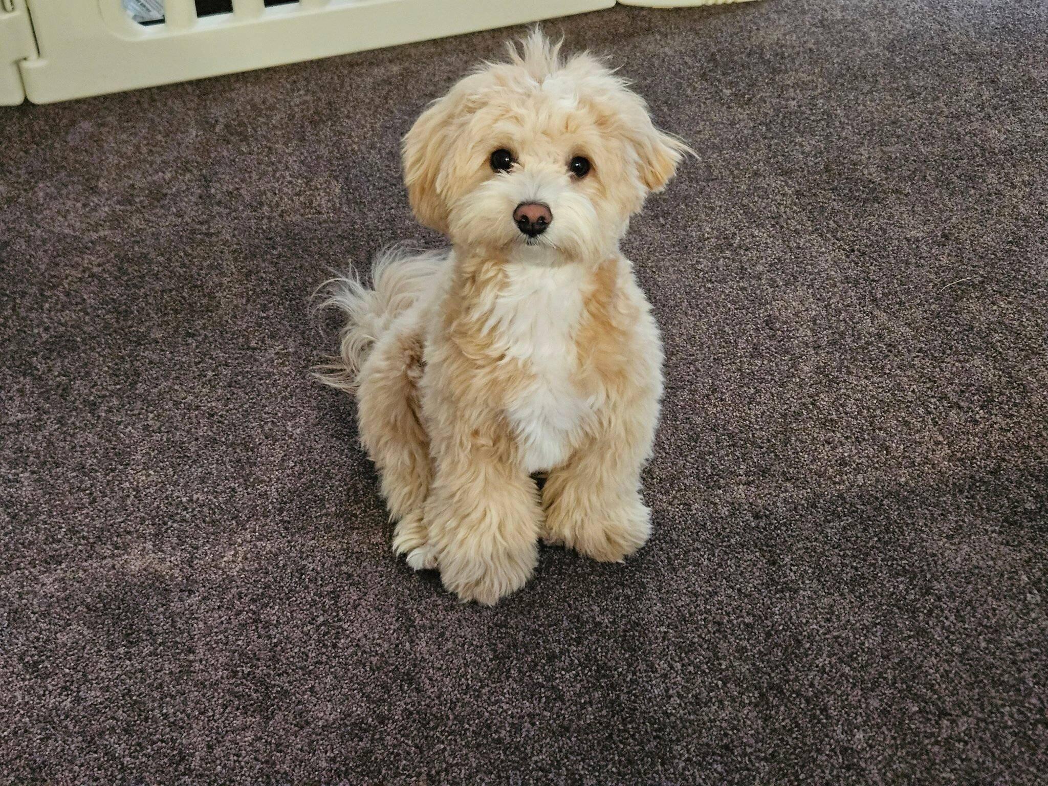 シャンプーをしてもらってフワフワになったきぬくん　かわいすぎる