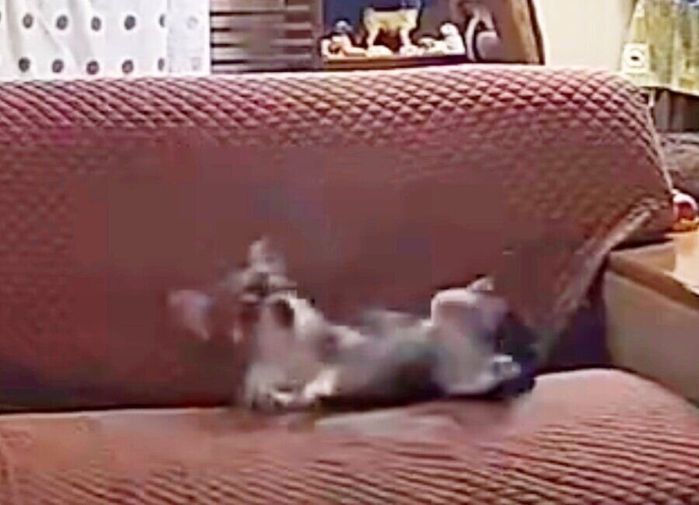 ゴロンと寝転がるつぶしゃん