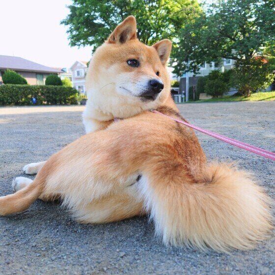 柴のおはぎくん