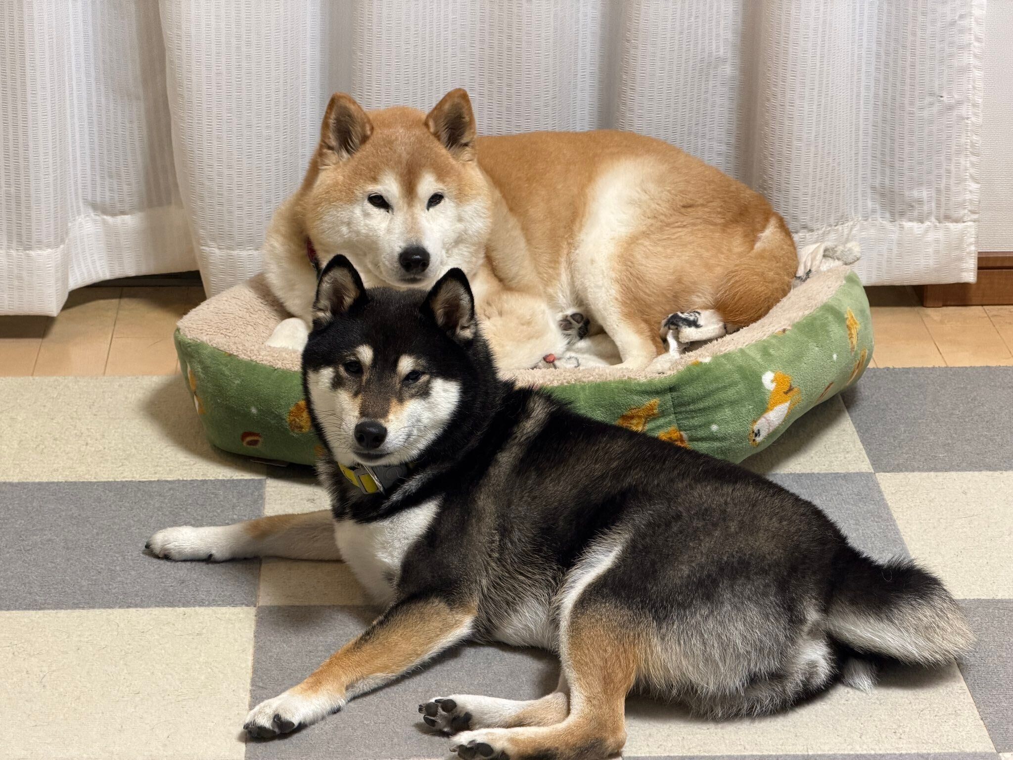 並んでまったりする柴犬（上）と柴犬（下）