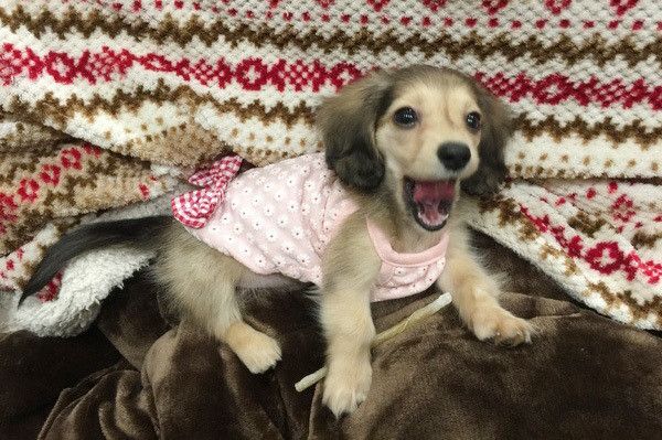 あくびをするミニチュア・ダックスフンド