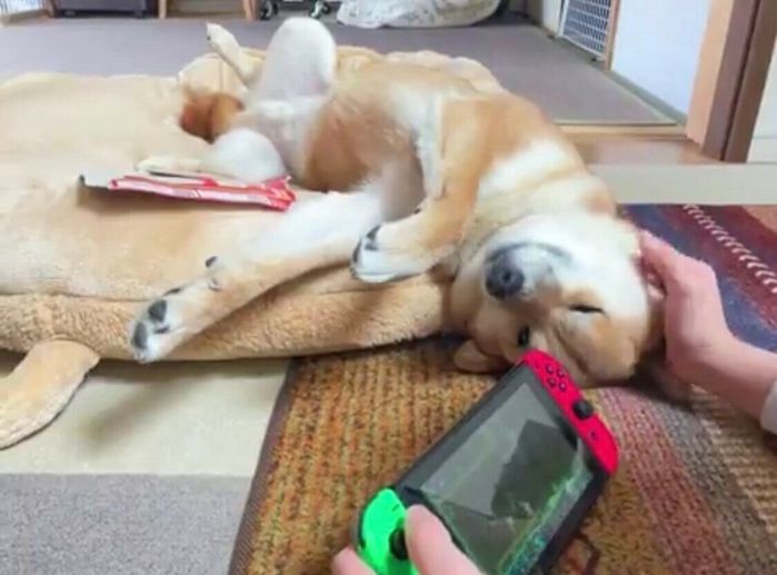 ナデナデしてもらっているまるくん