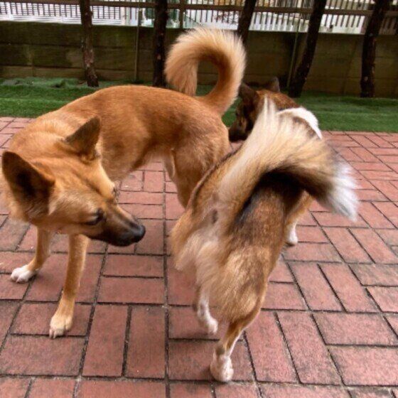 ウニちゃんのニオイを嗅ぐ茶豆ちゃん