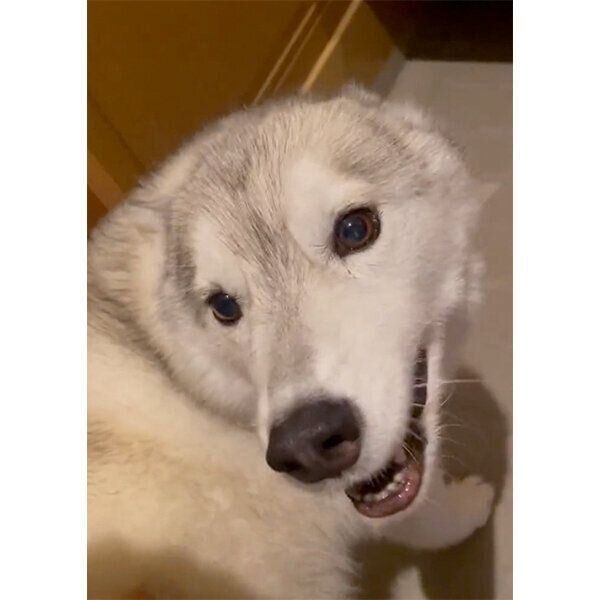 お出迎えするユキちゃん