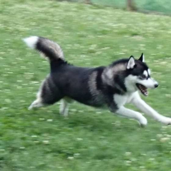 楽しそうに走るユウくん