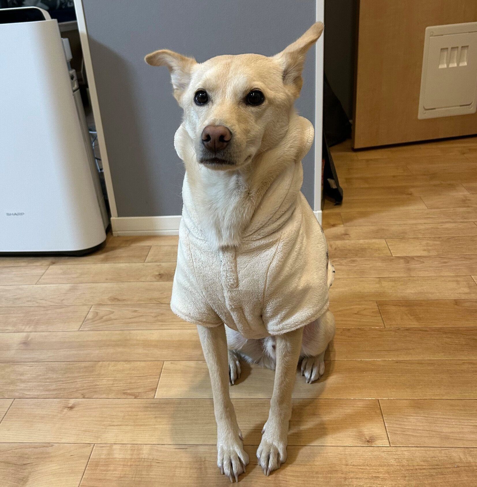 さつまいもが蒸されるのを静かに待つみらいくん