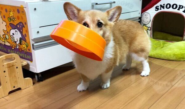 ごはん皿をくわえるベルちゃん