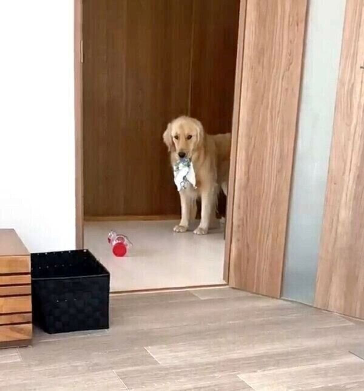 イタズラしていますよ と わざとアピール 遊んでもらうためにする犬の行動の数々が可愛い いぬのきもちweb Magazine イタズラしていますよ と わざとアピール 遊んでもらうためにする犬の行動の数々が可愛い いぬのきもちweb Magazine