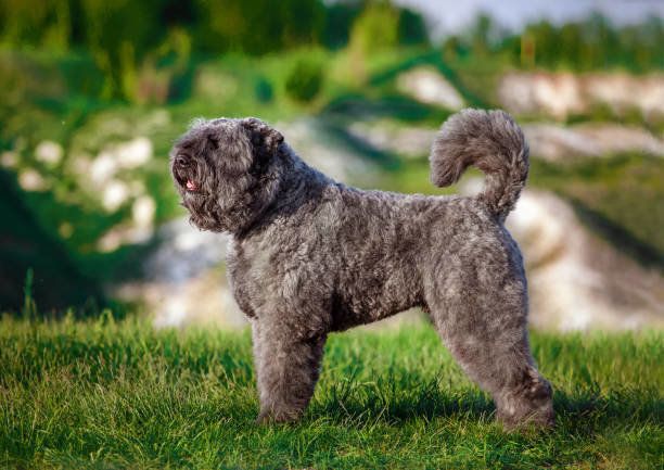 ブービエ・デ・フランダース