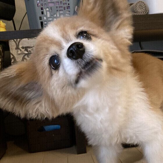 犬の食べ方でわかる？ 犬がごはんをおいしく食べていないときの行動と対処法 いぬのきもち