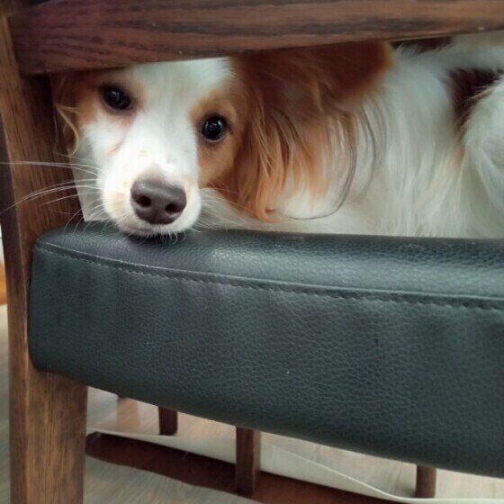 椅子の上にいるパピヨン