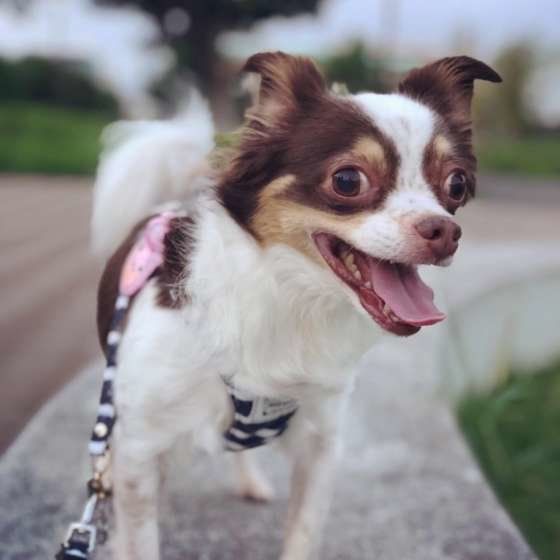 チワワ・LOVEくん・お散歩