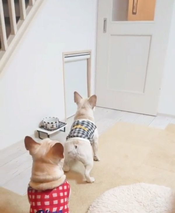 パパさんの帰宅を歓迎するフレンチ・ブルドッグ