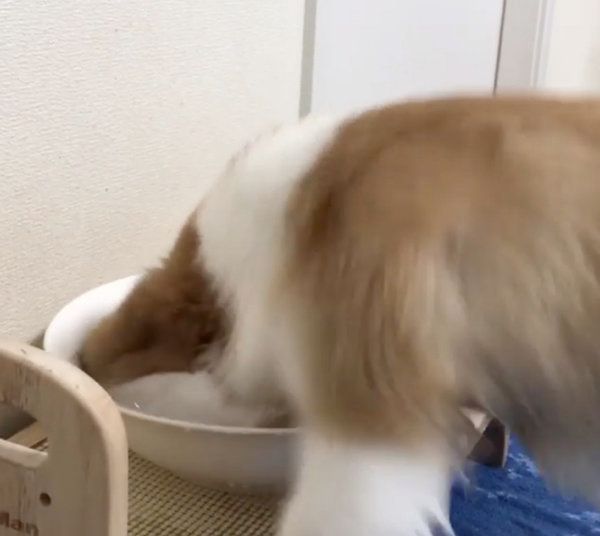 水をバシャバシャするコーギー