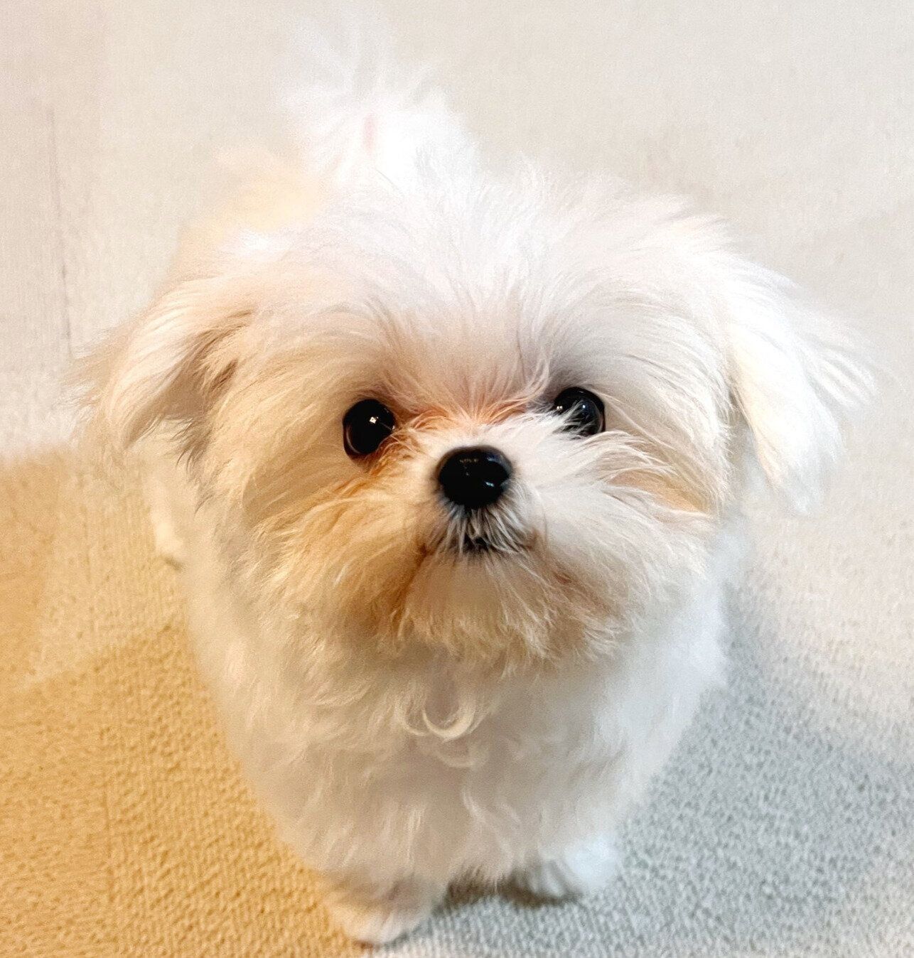 じーっと見つめてくるライスくん