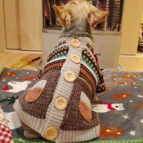 愛犬がストーブの前から離れない これって大丈夫 いぬのきもちweb Magazine