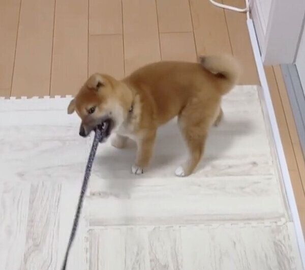 リードを噛むはじめくん