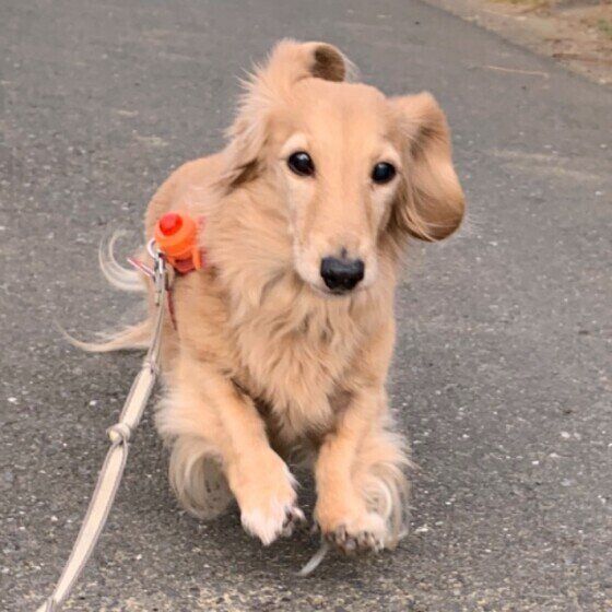 お散歩するミニチュア・ダックスフンド