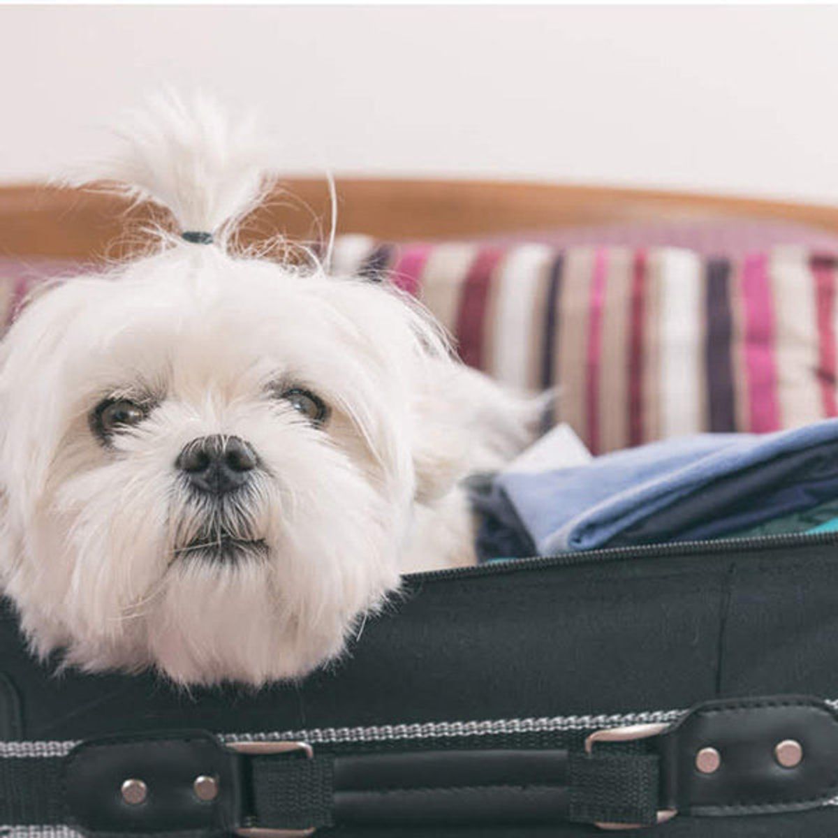 犬のお留守番対策 テレビをつけておくのがいい は ウソ ホント いぬのきもちweb Magazine 犬のお留守番対策 テレビをつけておくのがいい は ウソ ホント いぬのきもちweb Magazine