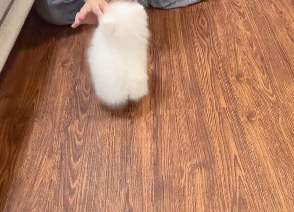 「オスワリ」の練習をするぺこちゃん