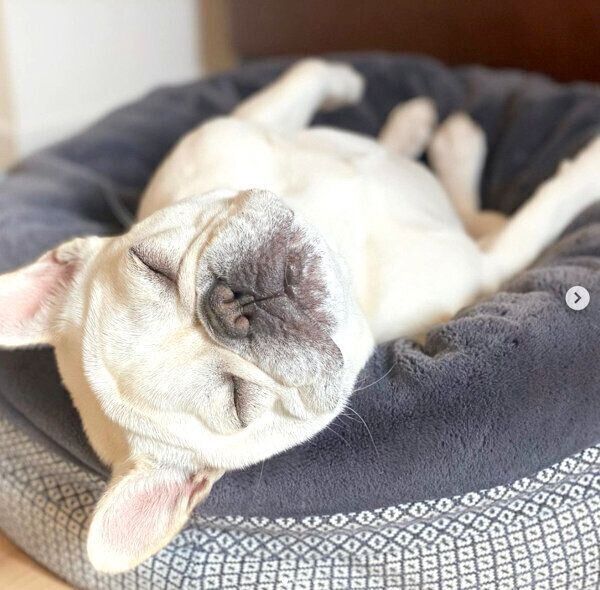 気持ちよさそうに眠るひまわりちゃん