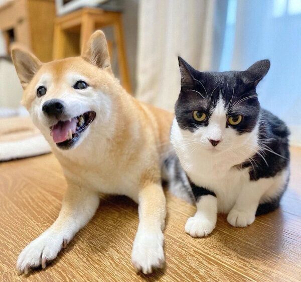 仲良しな犬のうららちゃん、猫のからしちゃん