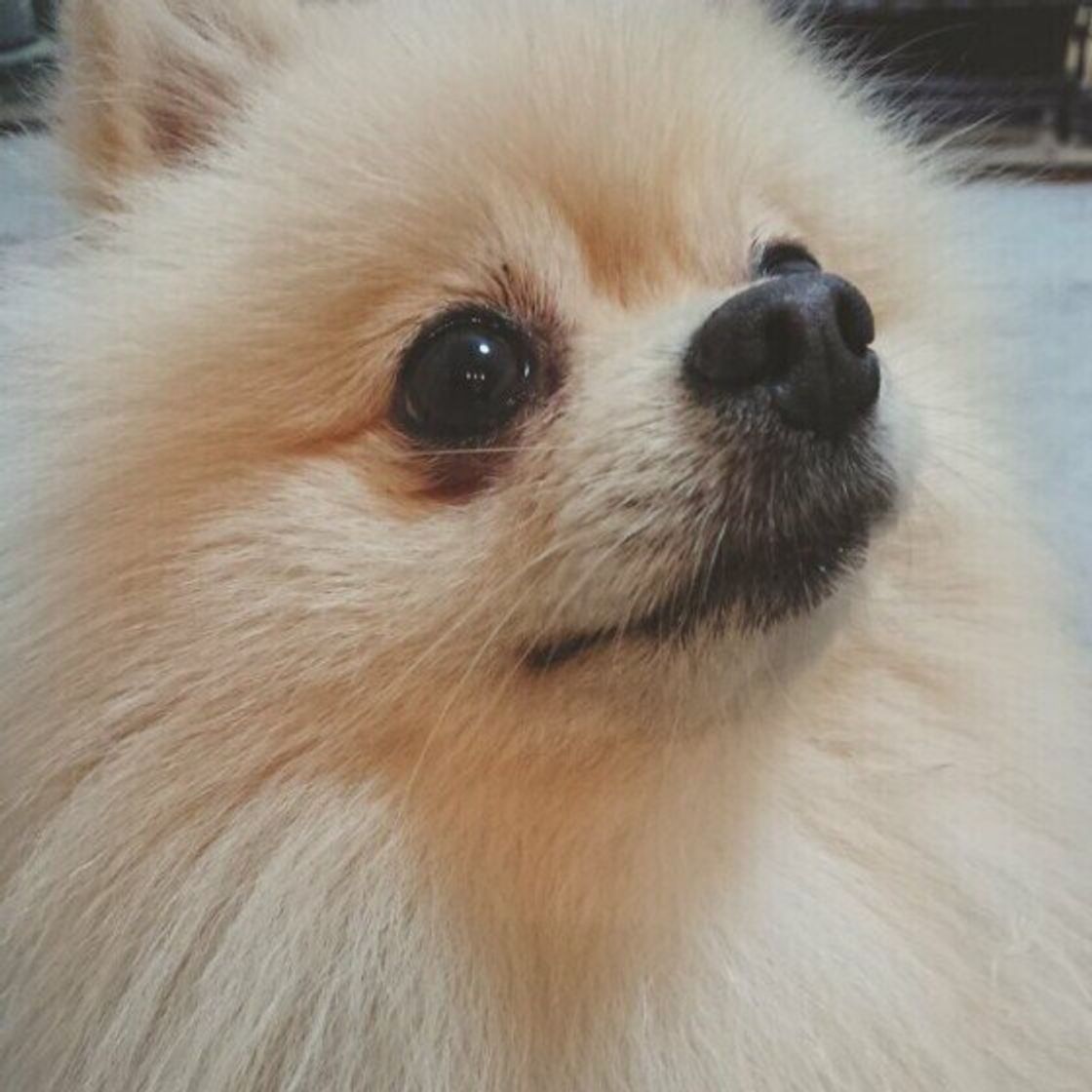 チワワやポメラニアンも 地名が由来の名前をもつ 意外な犬種 とは いぬのきもちweb Magazine チワワやポメラニアンも 地名が由来の名前をもつ 意外な犬種 とは いぬのきもちweb Magazine