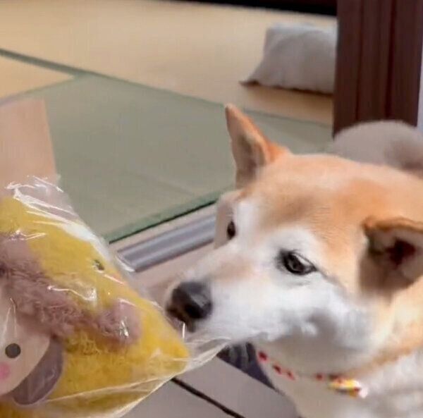 ぬいぐるみをもらう福丸くん