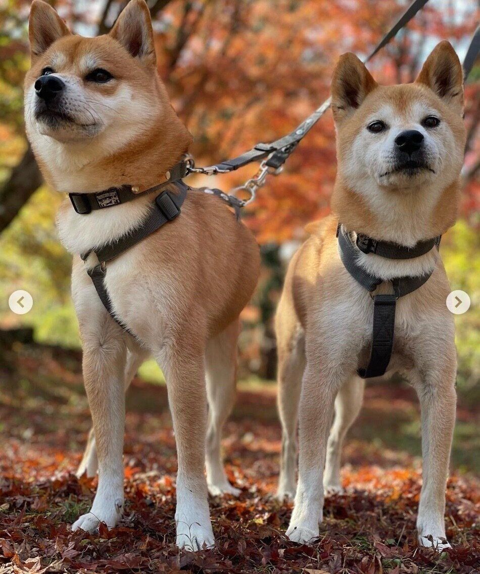 散歩を楽しむわさびくん、もずくくん