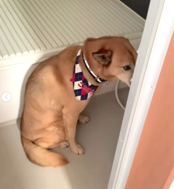 シャンプーすることを察し、お風呂場でスタンバイするこたろうくん