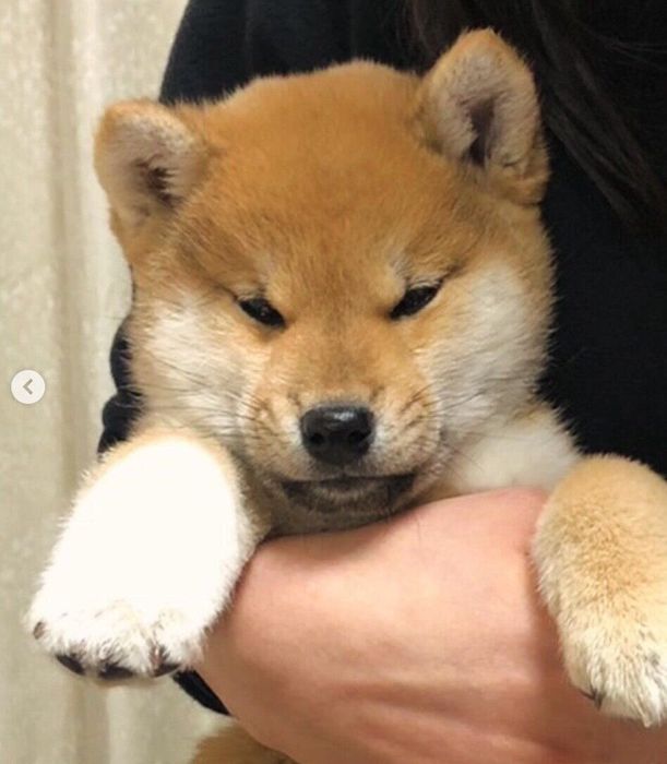 抱っこされたときの表情が可愛いゴンくん