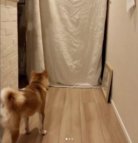 シーツトリックを見る柴犬