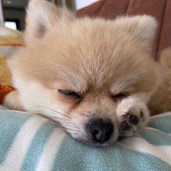 気圧や湿度で犬の体調が変わる気象病とは？台風の多い季節に知っておきたいこと いぬのきもち