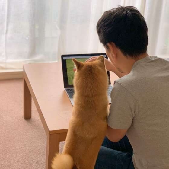 パソコンを見る柴犬