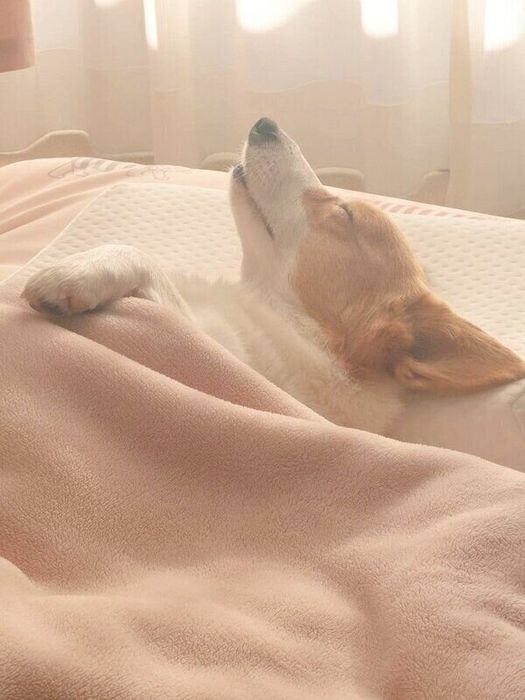 片方の前足だけ布団から出して眠るこまちちゃん