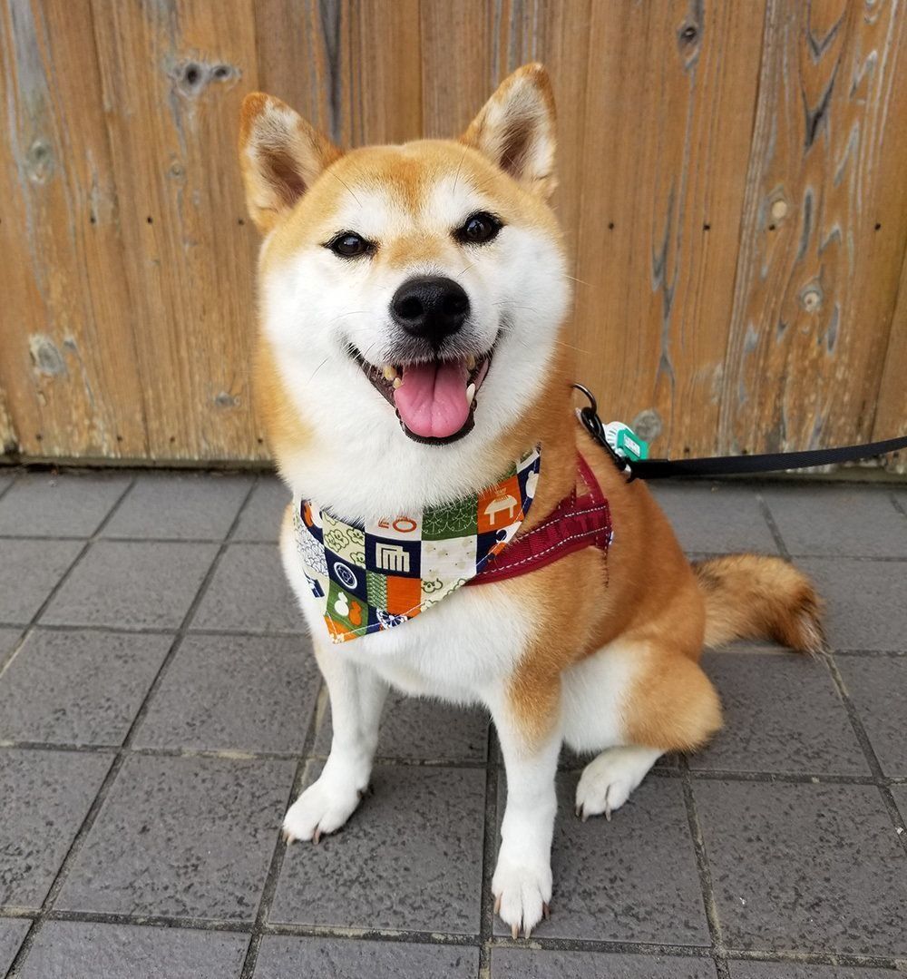 ここ柴の愛犬「こよみ」