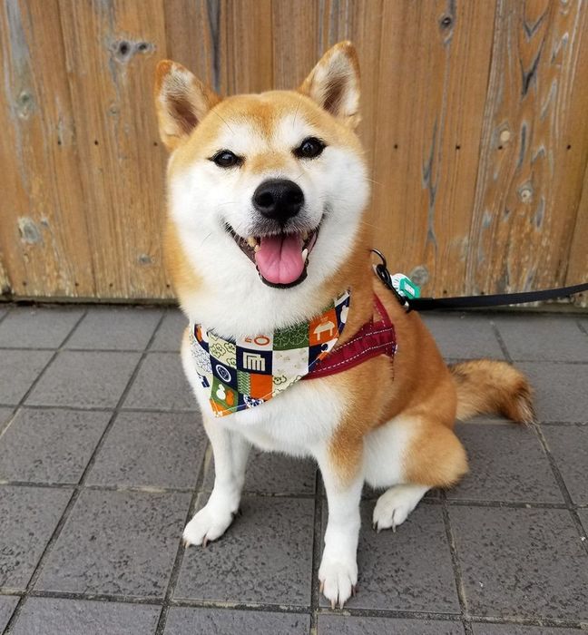 ここ柴の愛犬「こよみ」