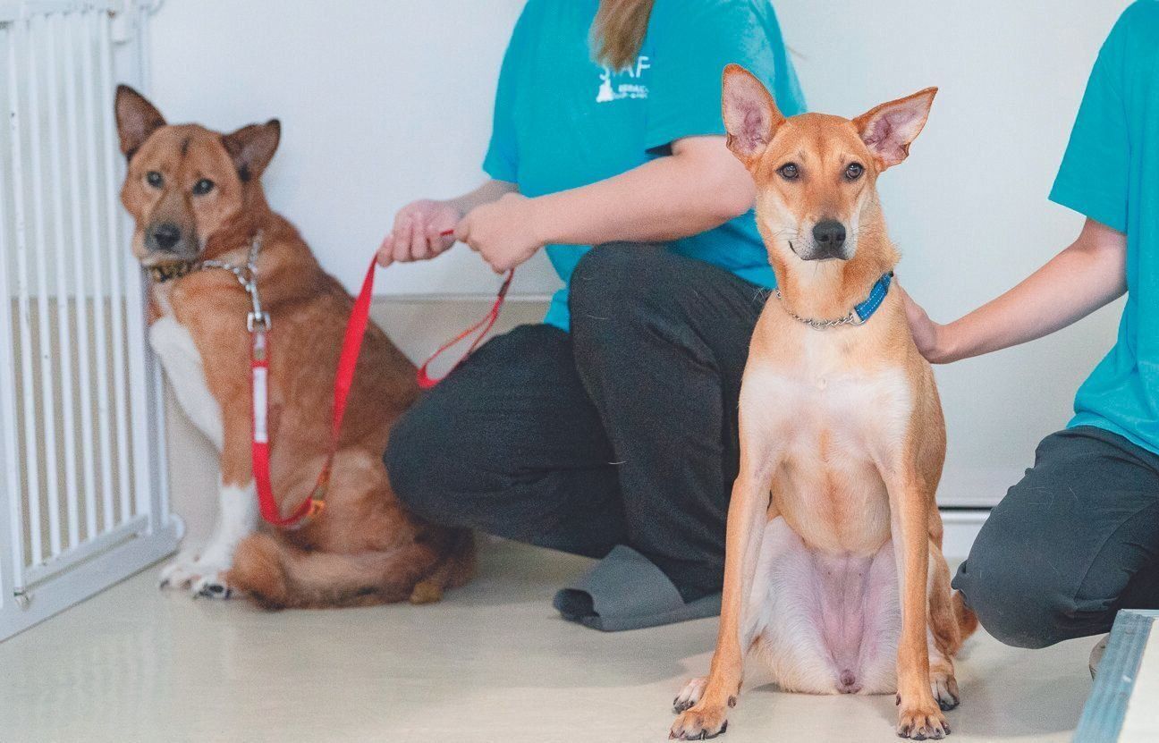 左は山口県から来たタイロンくん（推定10才）。とてもビビリで犬も人も苦手。スタッフにより人なれ訓練中。右は宮崎県から来たあかねちゃん（推定１才）。活発で人が大好き！