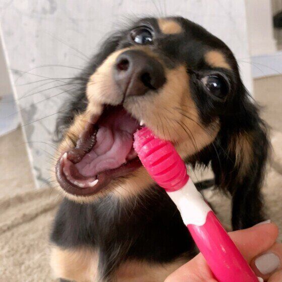 おもちゃを噛むカニーンヘン・ダックスフンド