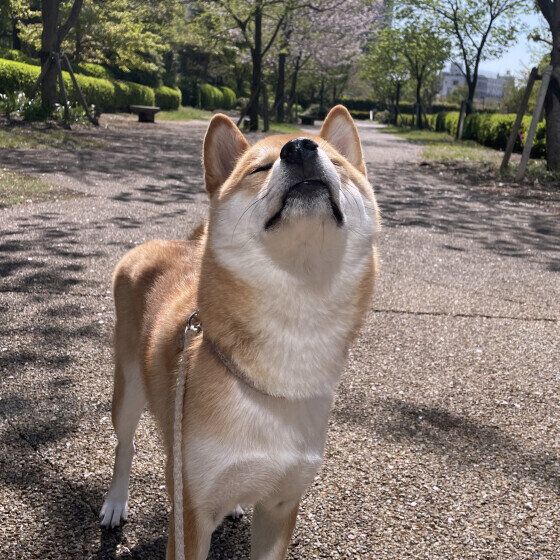 柴犬のすみれちゃん