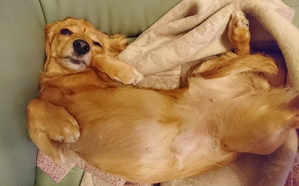 眠るミニチュア・ダックスフンド