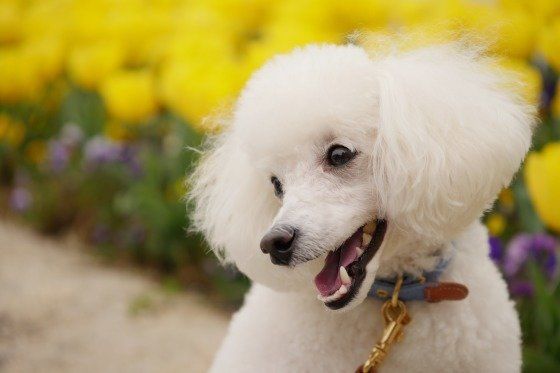 人が大好きなトイ・プードル