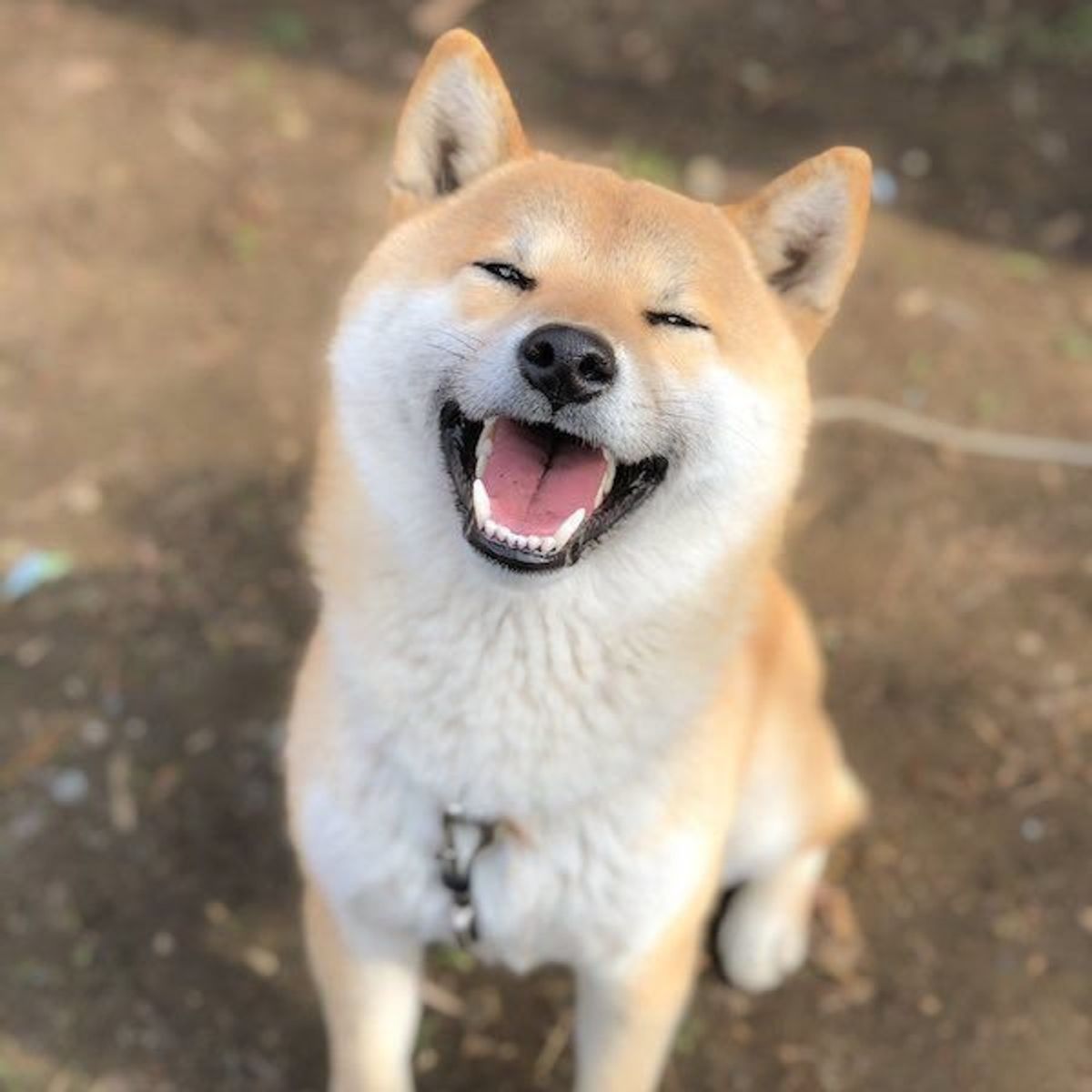 笑顔が崩壊 キライすぎてすごいお顔になってしまった柴犬の姿に反響 いぬのきもちweb Magazine 笑顔が崩壊 キライすぎてすごいお顔になってしまった柴犬の姿に反響 いぬのきもちweb Magazine