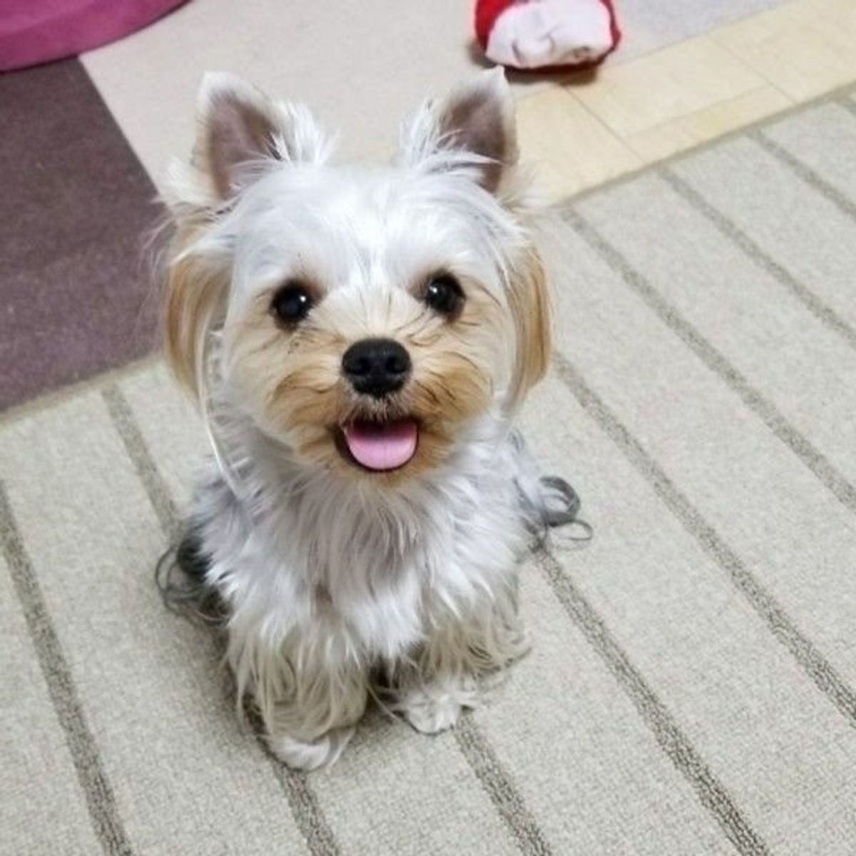 飼いやすい犬ランキングtop5 実際の飼い主の声 5段階チャート付き いぬのきもちweb Magazine 飼いやすい犬ランキングtop5 実際の飼い主の声 5段階チャート付き いぬのきもちweb Magazine